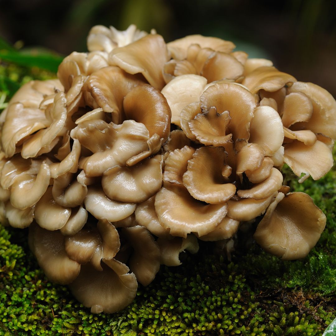 Maitake